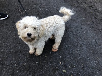 Toy Poodle Stud Service in Monaghan