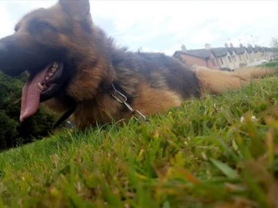German Shepherd in County Meath – IKC Registered
