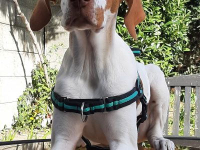 Active English Pointer Puppies in Dublin 11