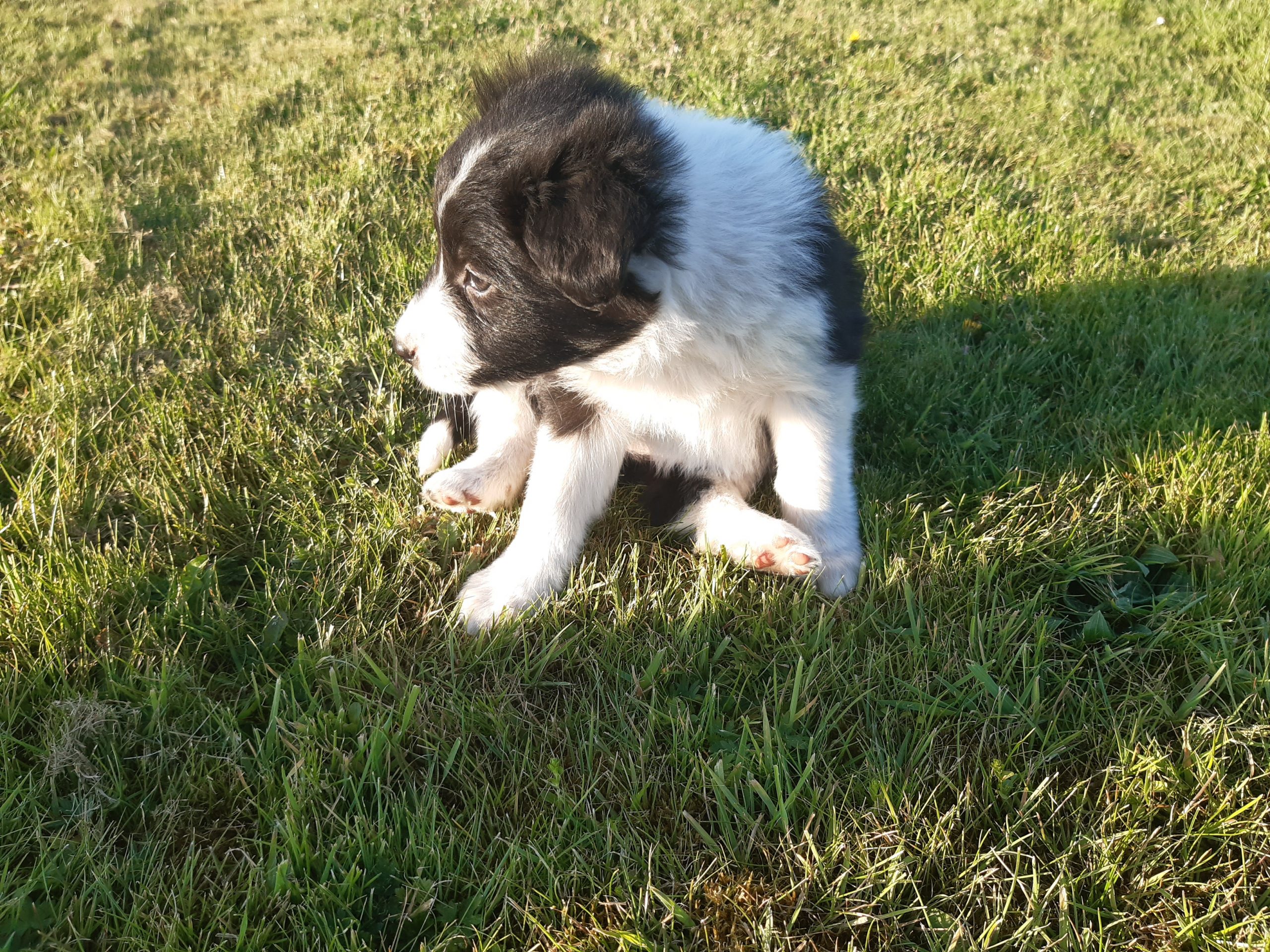 Collie puppies for sale in Offaly Dogs For Sale Ireland