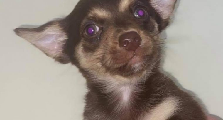 Chihuahua - Dogs For Sale Ireland