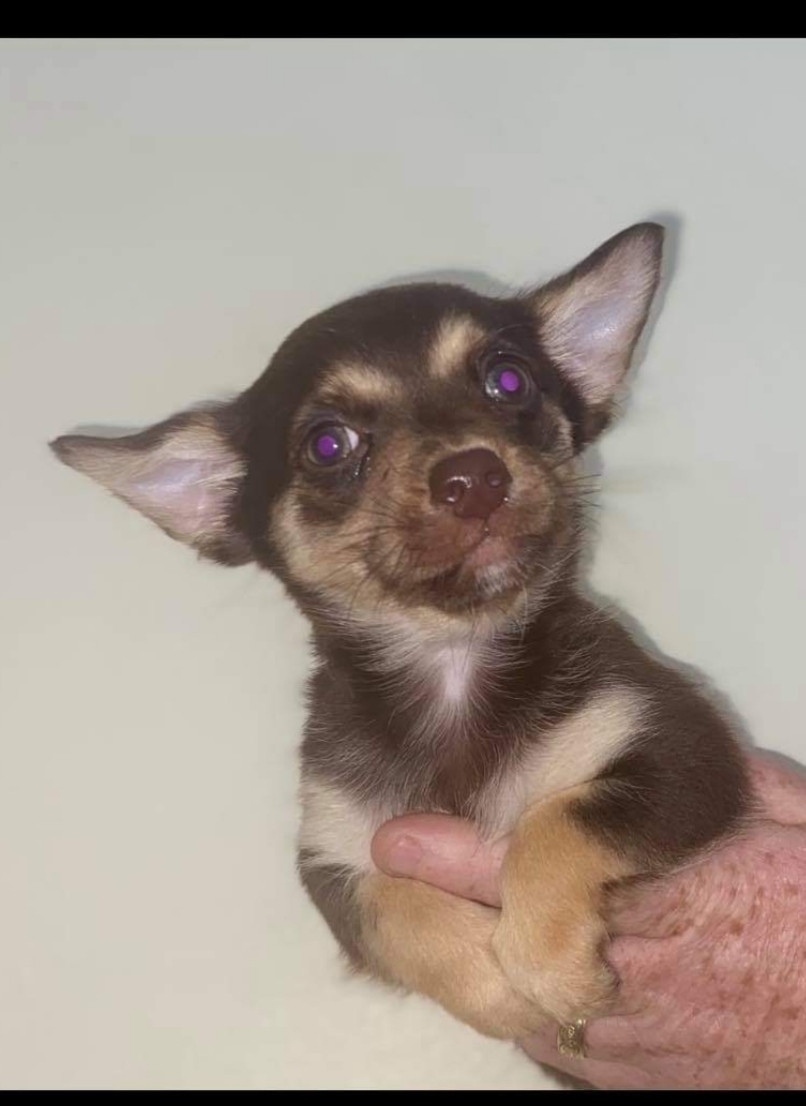 Chihuahua Dogs For Sale Ireland