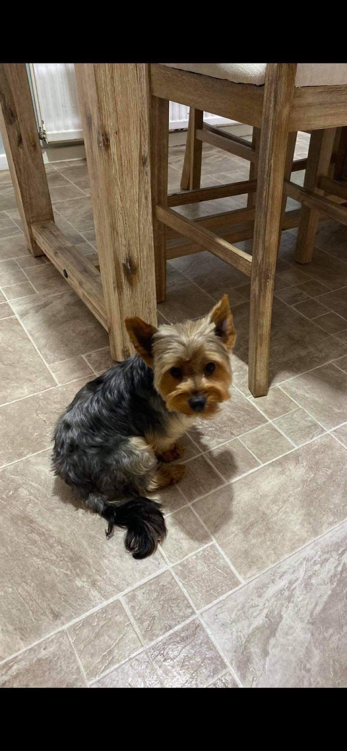 Yorkshire terrier for stud Dogs For Sale Ireland