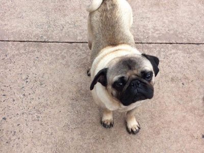 Pug for stud in Monaghan – Proven Litters