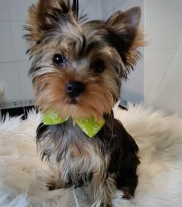 Miniature Yorkshire Terrier full breed puppies