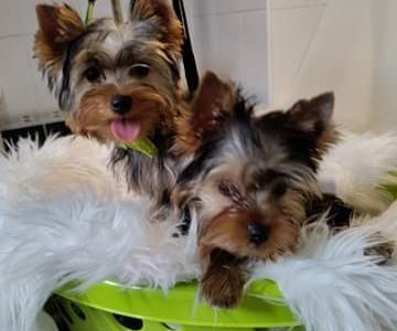 Miniature Yorkshire Terriers in Portlaoise
