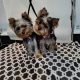 Miniature Yorkshire Terrier full breed puppies