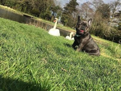 French Bulldog Stud in D24Y6P8 – IKC Registered