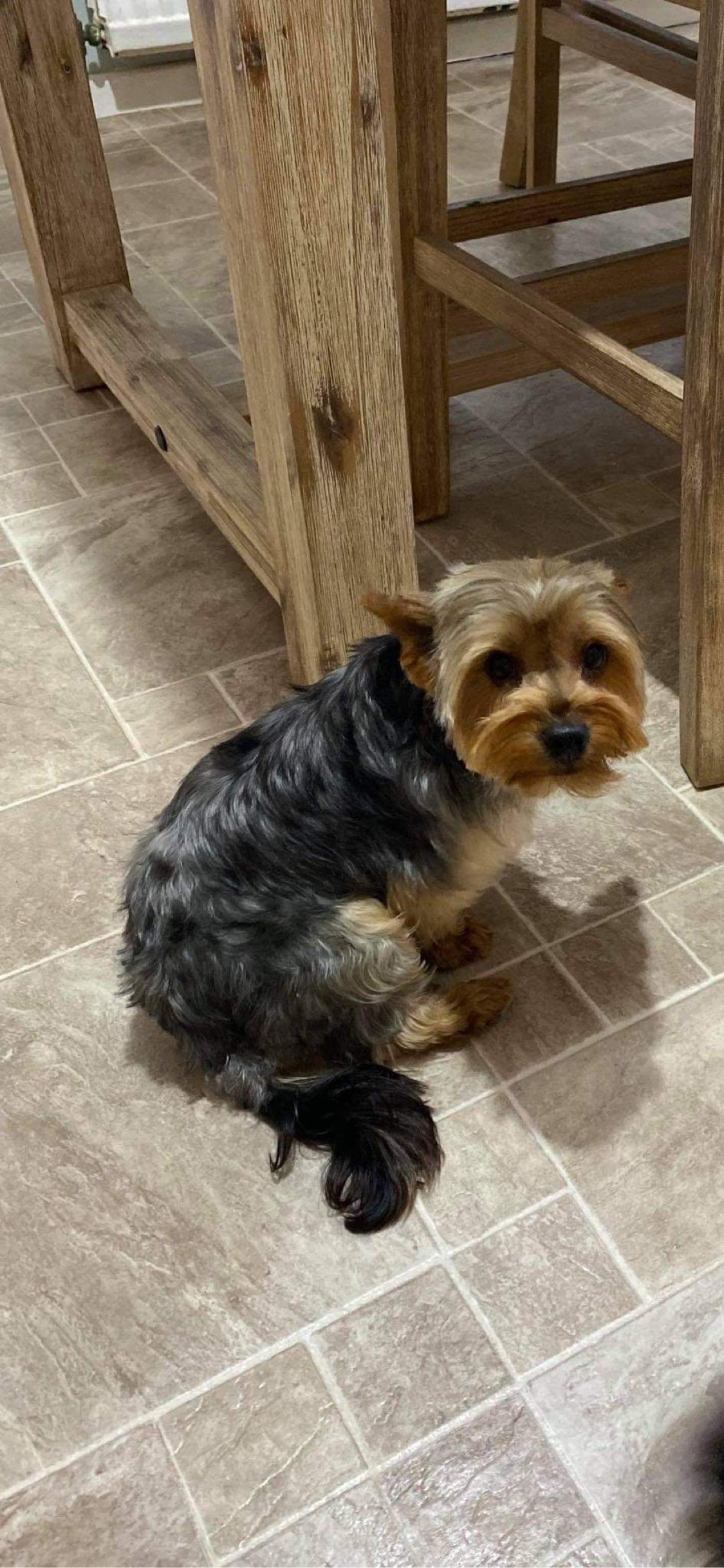 Yorkshire terrier for stud Dogs For Sale Ireland