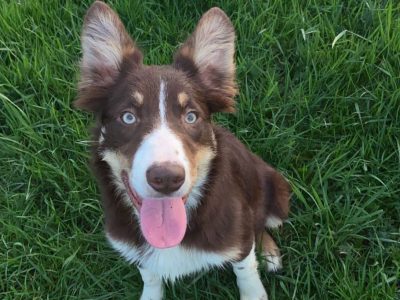 Chocolate Collie Puppies in Thurles