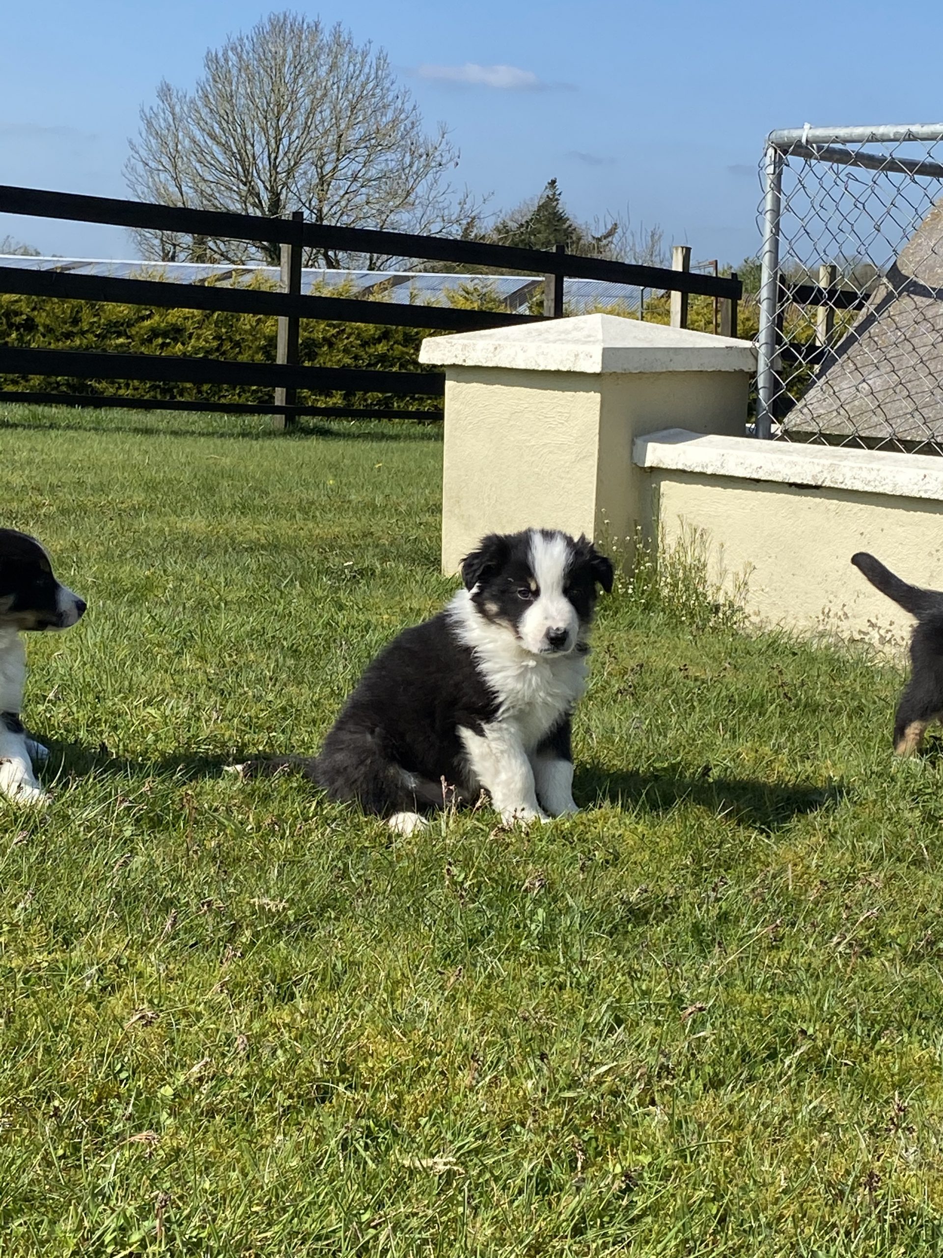 Sheep dog pups for sale Dogs For Sale Ireland