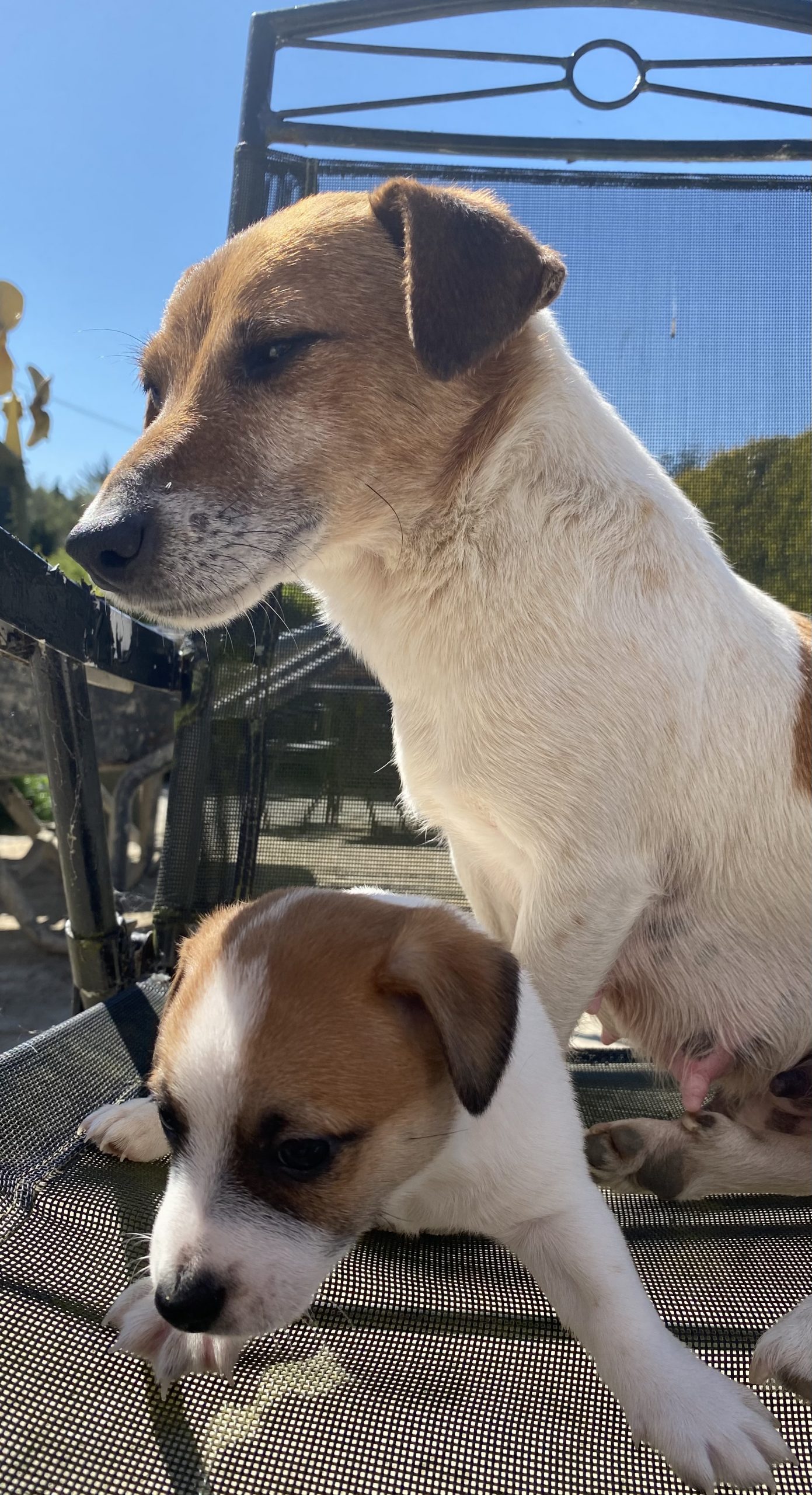 Jack Russell Puppies For sale Wexford Dogs For Sale Ireland
