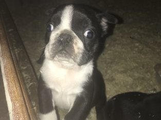 Boston Terrier male Puppy for sale