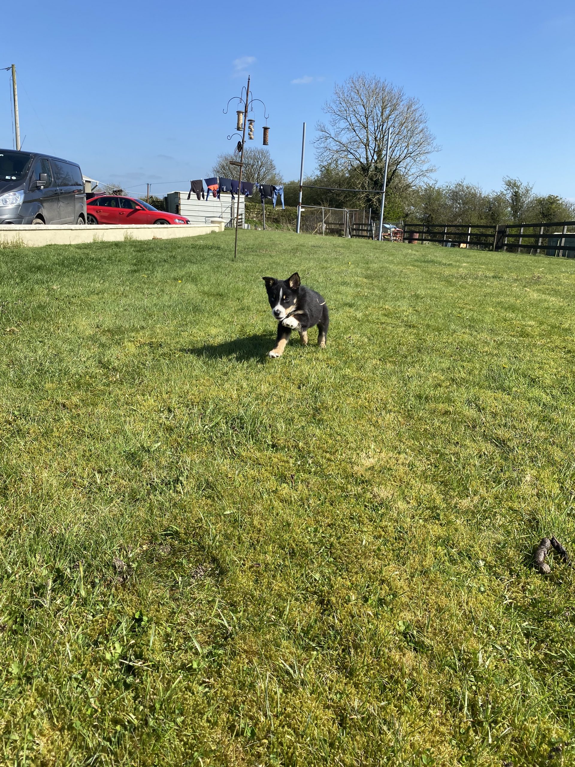 Sheep dog pups for sale - Dogs For Sale Ireland