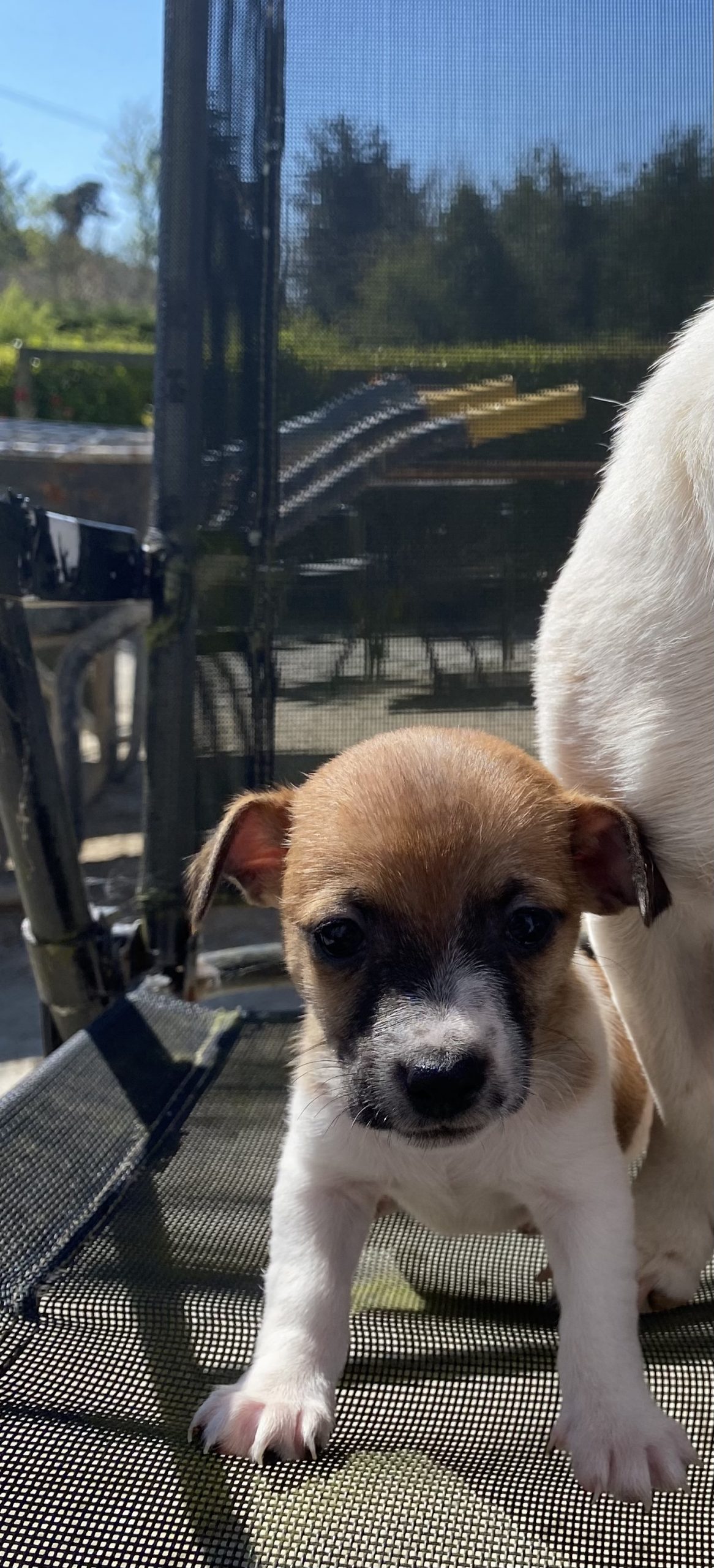 Jack Russell Puppies For sale Wexford Dogs For Sale Ireland