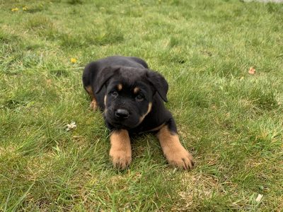 Crossbreed Puppies for Sale in Kilcullen