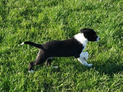 Border Collie Pups for Sale in Mayo