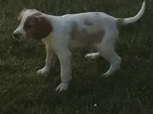setter puppies For Sale Kerry