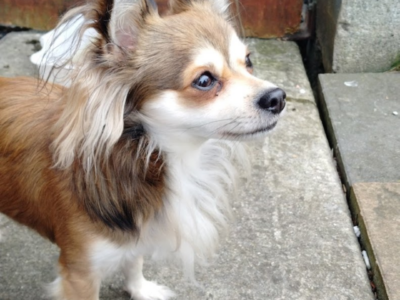 Chihuahua for Stud in Blanchardstown