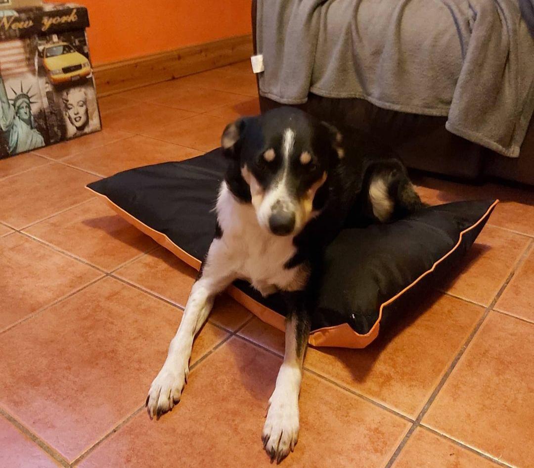 TriColour Border Collie For Sale Dogs For Sale Ireland
