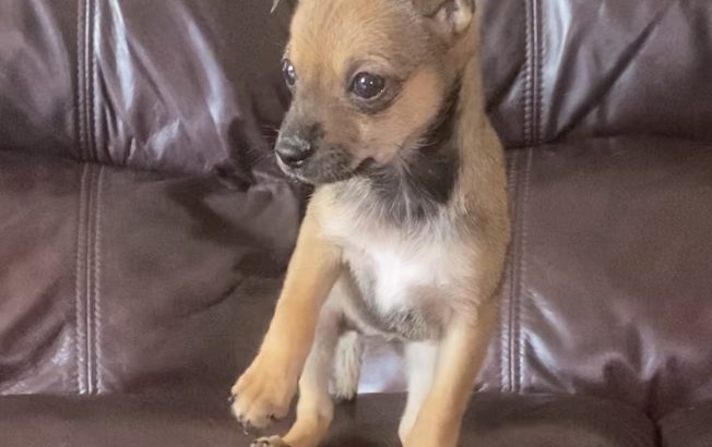 Jack Russle X Pug puppy for sale cork