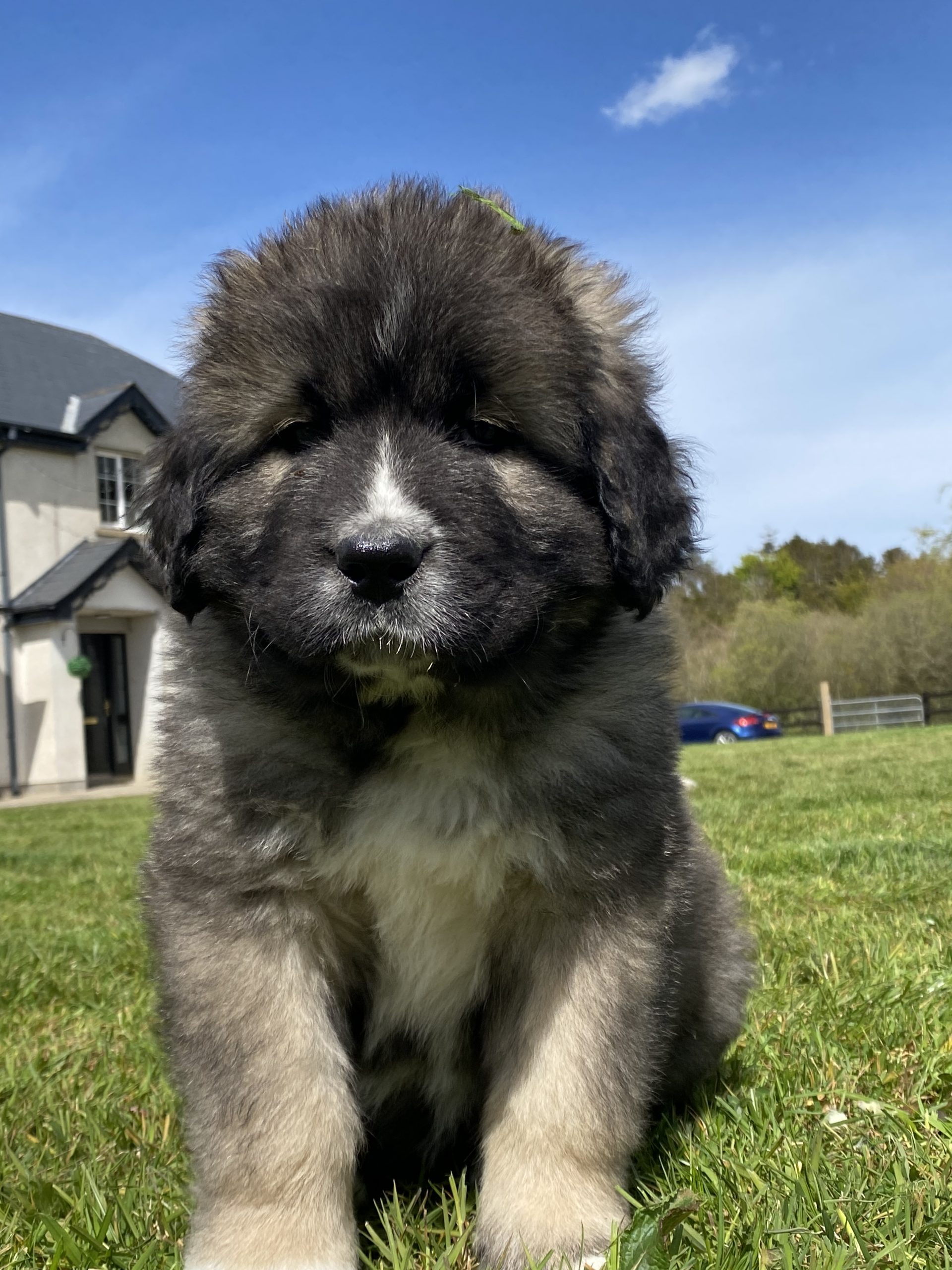 Caucasian mountain dogs for sale Wexford - Dogs For Sale Ireland