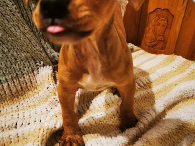 Pitbull Cross Puppies in Cork – Playful & Affectionate