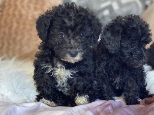 Yorki poo puppie for sale in Roscrea
