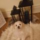 Bishon frise puppies for sale