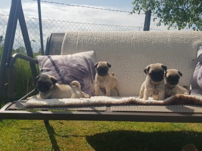 Purebred Pug Puppies for Sale in Wicklow