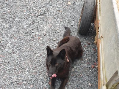 Belgian Shepherd for Sale in Monaghan
