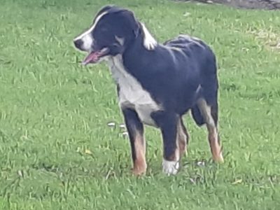 Bernese Mountain Dog Cross Collie in Macroom