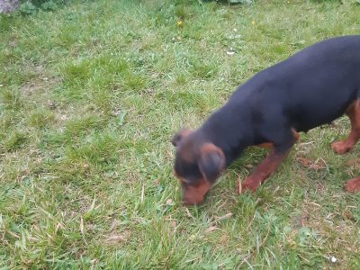 Active Jack Russell in Monaghan – Playful Pup