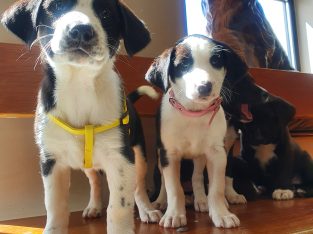 Labrador X collie puppies for sale Laois