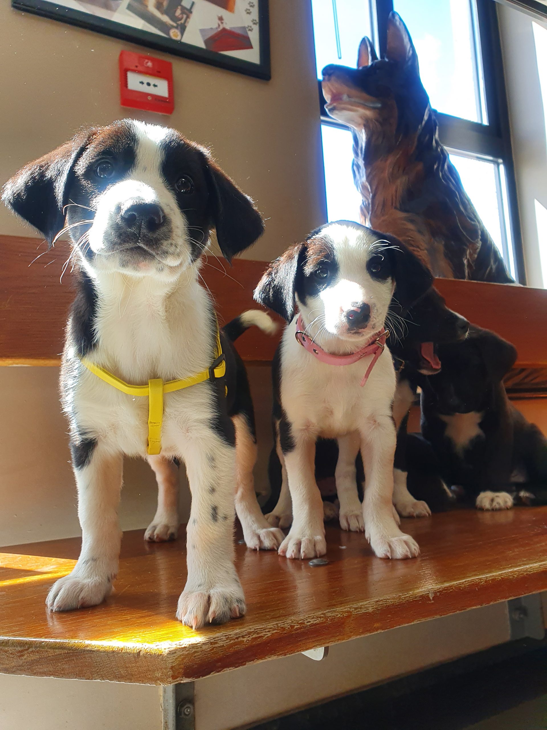 Labrador X collie puppies for sale Laois Dogs For Sale Ireland