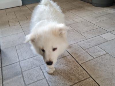 Samoyed Springer X Puppies in Carlow