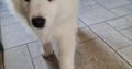 Samoyed Springer X puppies for sale