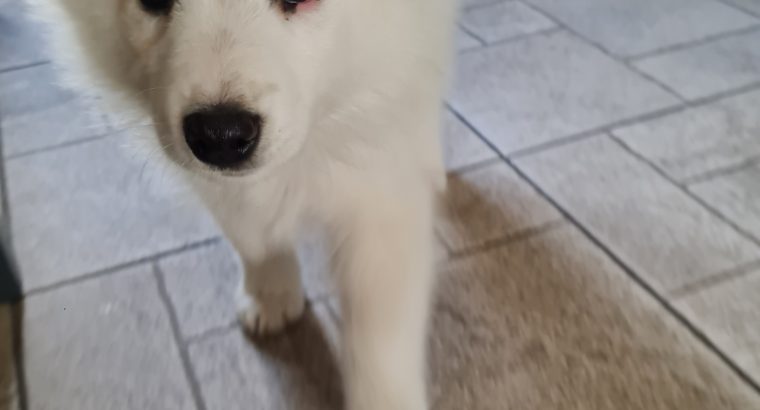 Samoyed Springer X puppies for sale