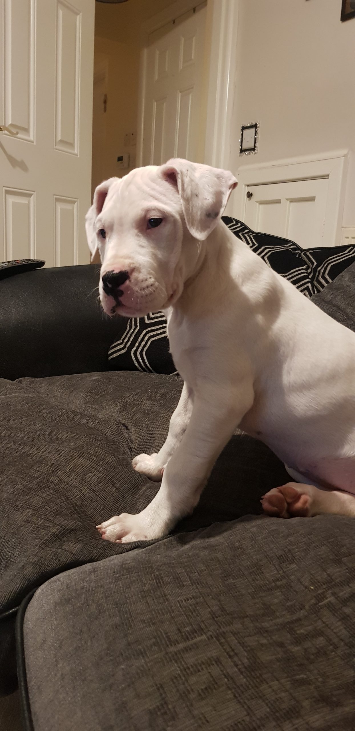 Dogo argentino puppies for sale Waterford Dogs For Sale Ireland