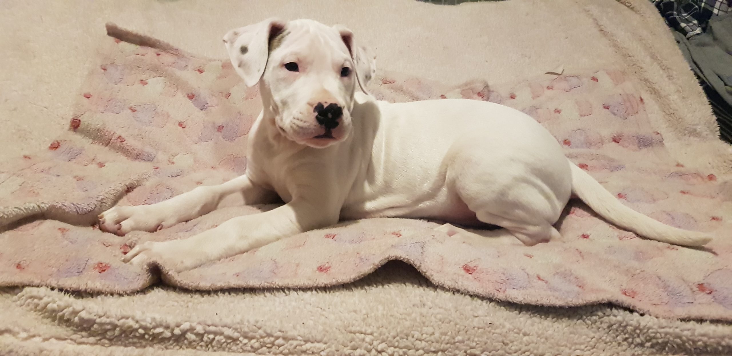 Dogo argentino puppies for sale Waterford Dogs For Sale Ireland