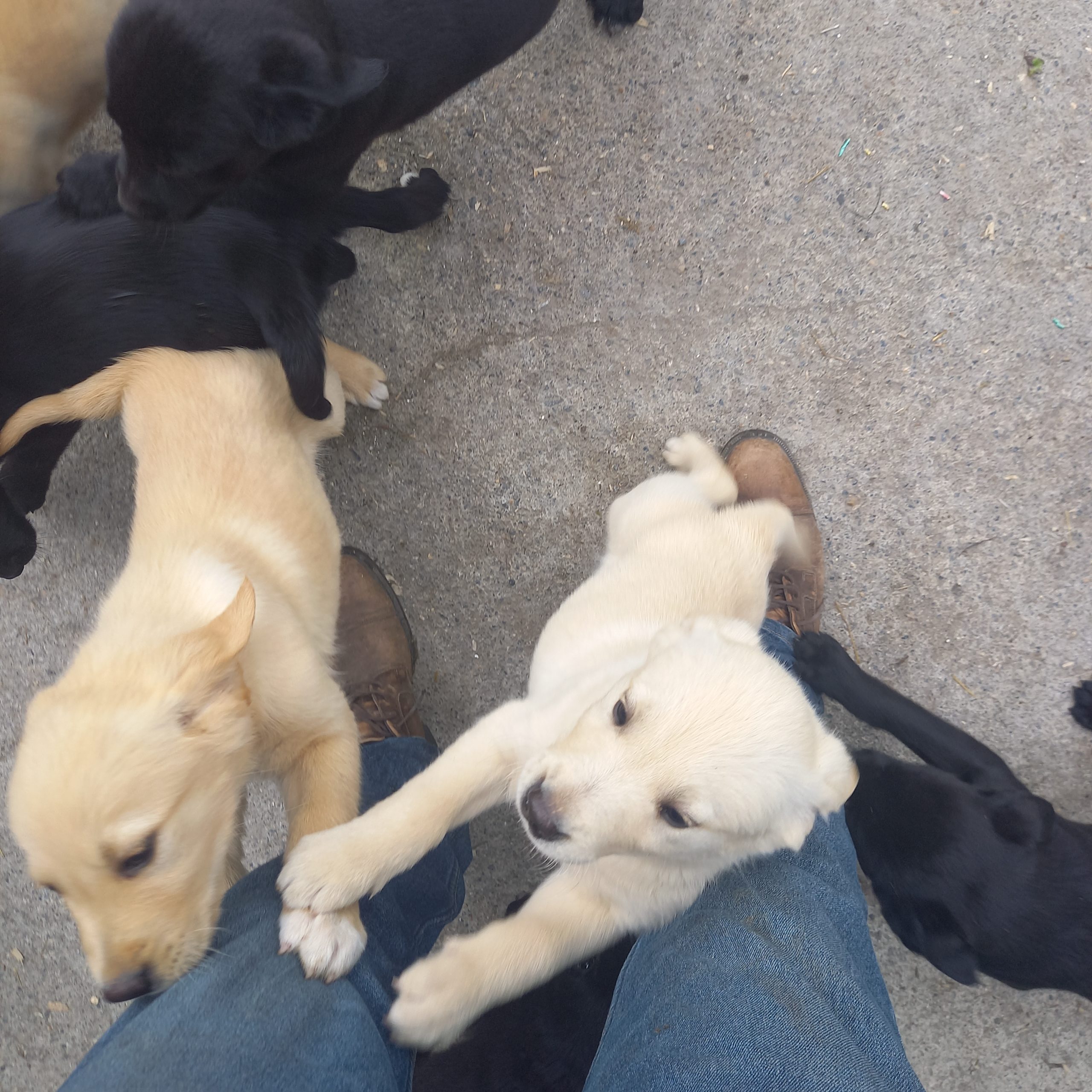 Labrador pups for sale Galway Dogs For Sale Ireland