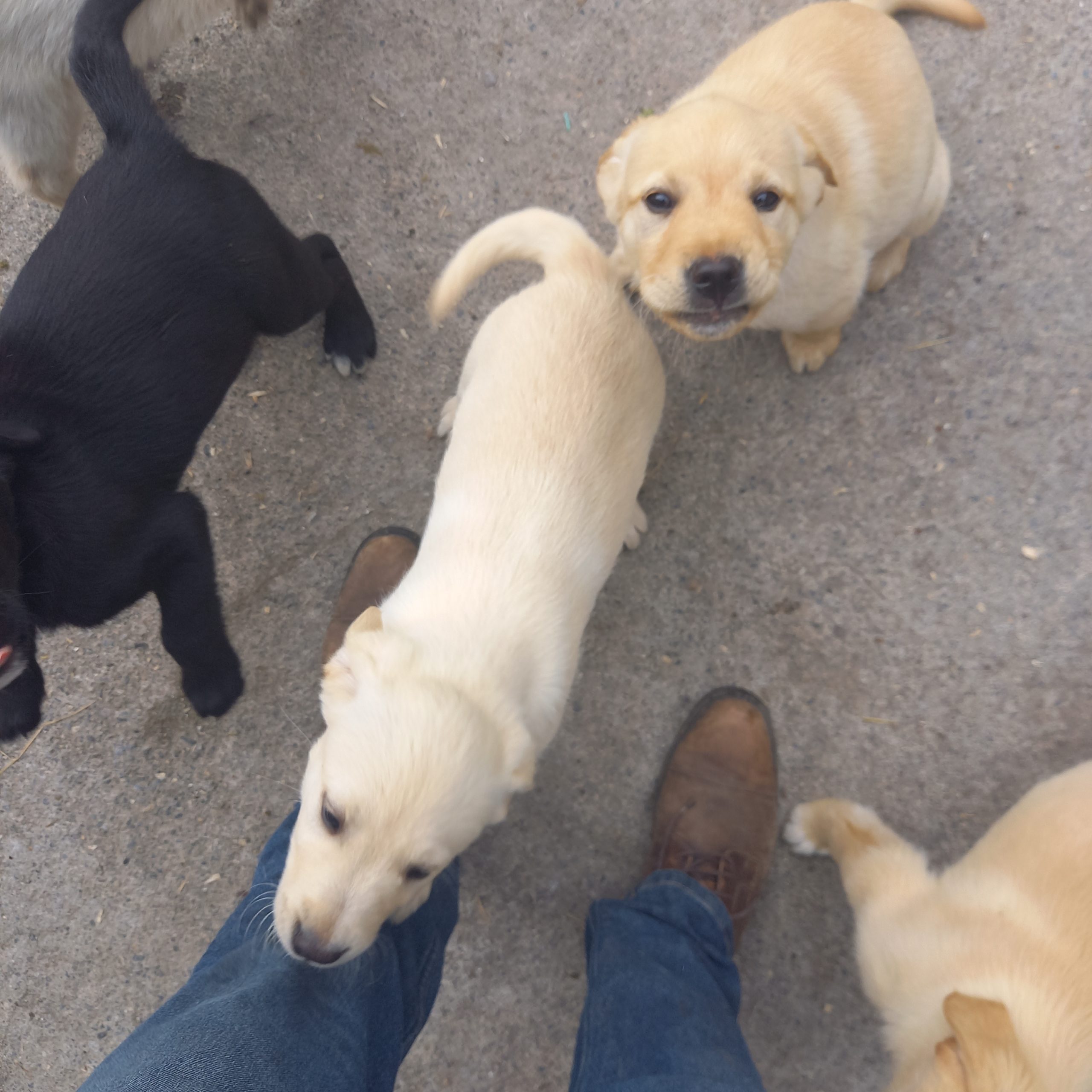 Labrador pups for sale Galway Dogs For Sale Ireland