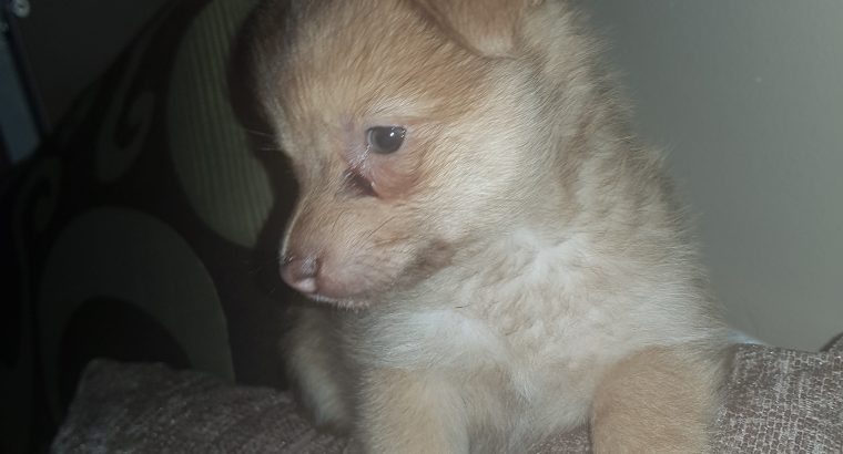 Pomeranian puppy for sale Charlestown