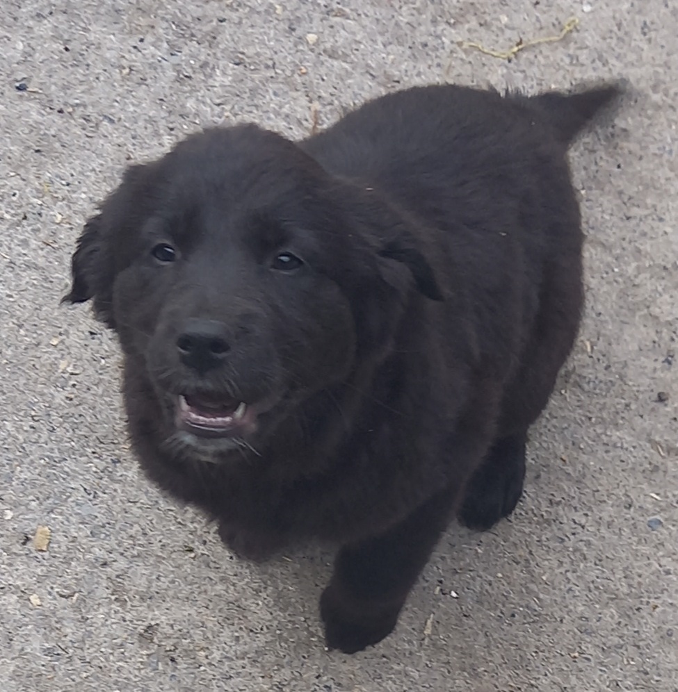 Labrador pups for sale Galway Dogs For Sale Ireland