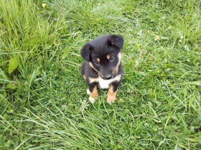 Husky x Collie Puppies for Sale in Ireland