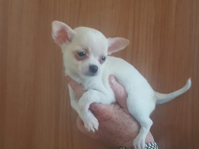 Teacup Chihuahua for Sale in Kildare
