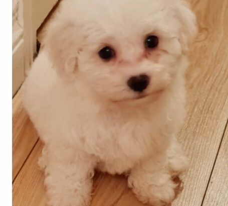 Bishon frise puppies for sale