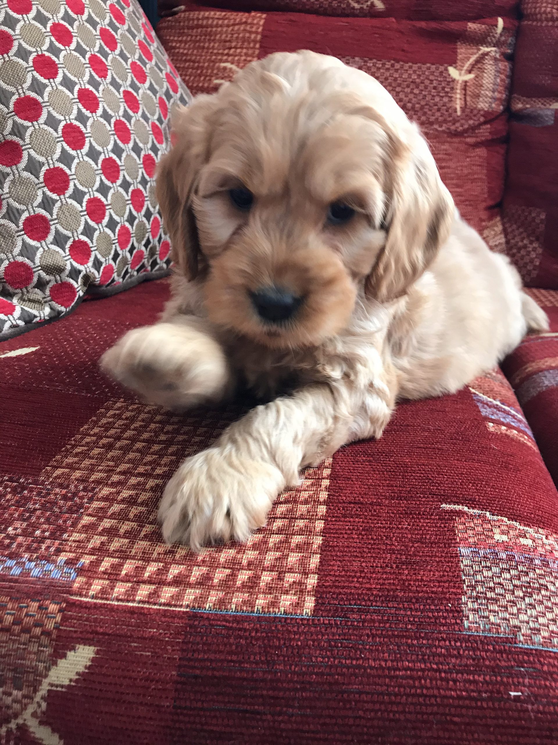 cockapoo-pups-dogs-for-sale-ireland