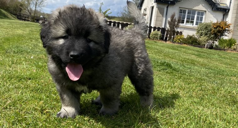 Caucasian mountain dogs for sale Wexford