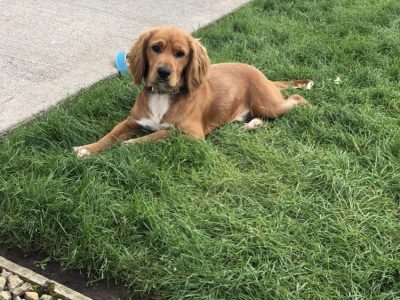 Golden Cocker Spaniel for Stud in Offaly
